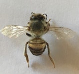 양봉꿀벌 from Artur Nogueira on 2020년 05월 21일 (목) at 06:28 오후 by Igor Fernando · iNaturalist 양봉꿀벌 (Apis mellifera)