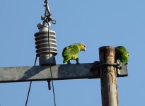 Amazona autumnalis in 5월 2020 by Jose Antonio Hernandez Prats · iNaturalist Amazona autumnalis