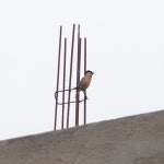 Sturnia pagodarum from Jaiprakash Nagar, Gaya, Bihar 823001, India on 2020년 05월 20일 (수) at 05:43 오전 by Vinayak Raj... 