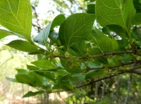 Afrocanthium mundianum from City of Tshwane, ZA-GT, ZA on 2019년 11월 23일 (토) at 08:39 오전 by Henry de Lange · iNaturalist... 
