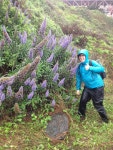 Echium candicans from The Presidio of San Francisco, San Francisco, California, US on 2014년 03월 29일 (토) at 11:01 오전 by... 