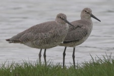 Tringa semipalmata from Anahuac NWR Rt 563 Chambers Co. TX on 2017년 04월 28일 (금) at 02:51 오후 by Galen Stewart. Anahuac... 
