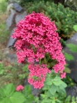 Centranthus ruber from 31st Ave S, Seattle, WA, US on 2020년 06월 02일 (화) at 05:55 오후 by Crystal Rainbow · iNaturalist... 