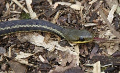 Thamnosophis epistibes from Mantadia NP on 2012년 11월 26일 (월) by Martin Mandák. Nearby the main road (approximate location)... 