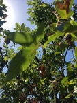 Platanus racemosa from 2202 S Coast Hwy, Oceanside, CA, US on... 16일 (화) at 10:28 오전 by traquan · iNaturalist Platanus racemosa