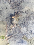 Hemigrapsus oregonensis from 4419–4499 NW Marine Dr, Greater Vancouver, BC, CA on 2017년 05월 18일 (목) at 07:13 오후 by... 