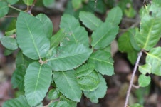 Notholithocarpus densiflorus from Pepperwood Preserve, CA on 2012년 01월 29일 (일) by curiousgeorge61 · iNaturalist... 