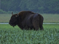 유럽들소 in 6월 2020 by Kornélia Šnajderová · iNaturalist 유럽들소 (Bison bonasus)