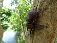 Trypoxylus dichotomus tsunobosonis from 龍崎區, TW on 2020년 06월 18일 (목) at 04:34 오전 by 陳泰豪 · iNaturalist... 