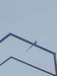 Tyrannus savana from H3508 Resistencia, Chaco, Argentina on 2020년 01월 18일 (토) at 07:31 오후 by Pablo Martin Laprovitta... 