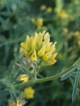 Medicago falcata from Кушкуль 2, Оренбург, Оренбургская обл., Россия, 460019 on 2020년 06월... 