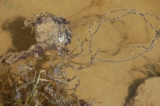 Anaxyrus americanus from Stillwater Prairie, Covington, Ohio on 2014년 04월 20일 (일) by Chad Arment. Thinking American as... 
