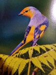 Pericrocotus speciosus from Delatoli, Ranchi, Jharkhand 834002, India on 2020년 06월 26일 (금) at 08:07 오후 by Ayush Deep1234... 