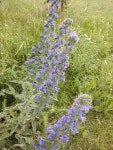 Echium vulgare from Псков, Псковская обл., Россия, 180007 on 2020년 06월 28일 (일) at 06:24 오후 by... 