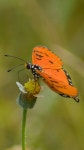 Acraea terpsicore from 5, Whites Road Indira Garden, Royapettah Chennai, Tamil Nadu 600014 on 2017년 04월 22일 (토) at 08:40... 