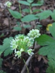 Allium tricoccum from Oxbow Park, Byron, MN, US on 2020년 07월 01일 (수) at 10:51 오전 by jess900127 · iNaturalist Allium... 