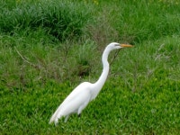 중대백로 from John Bunker Sands Wetland Center 655 Martin Lane Seagoville, Texas 75159 on 2014년 04월 19일 (토) by Deborah... 