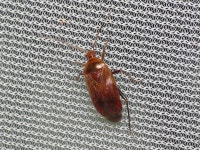 참고운고리장님노린재 from 대한민국 경기도 양평군... Castanopsides kerzhneri (Josifov, 1985) · iNaturalist 참고운고리장... 