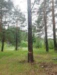 구주소나무 from Mikhaylovsk, Sverdlovsk Oblast, Russia on 2020년 07월 05일 (일) at 04:03 오후 by Denis Ivanov · iNaturalist... 
