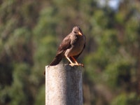 Turdus fuscater from Carrera 2a Este #1-1 a 1-123 La Calera, Cundinamarca on 2017년 01월 02일 (월) at 08:14 오전 by Saira... 