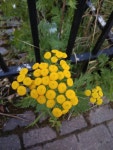 Tanacetum vulgare from Псков, Псковская обл., Россия, 180007 on 2020년 07월 09일 (목) at 09:14 오후 by... 