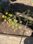 회향 from Penny Ln, Copperopolis, CA, US on 2020년 07월 22일... 12:27 오후 by Amanda Fouts · iNaturalist 회향 (Foeniculum vulgare)