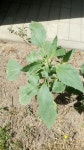Cyclachaena xanthiifolia from Воронеж, Воронежская обл., Россия, 394006 on 2020년 07월 24일 (금) at... 