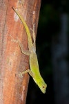 Anolis distichus from Municipio de Sabana de la Mar, Dominikanische Republik on 2017년 12월 26일 (화) by Frank Walther... 
