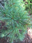 스트로브잣나무 from Ware St, Blackshear, GA, US on 2020년... up in nor... · iNaturalist 스트로브잣나무 (Pinus strobus)