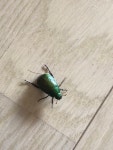 청동풍뎅이속 from 西岡本6丁目, 神戸市東灘区, 兵庫県, JP... at 01:26 오후 by notch · iNaturalist 청동풍뎅이속 (Genus Anomala)