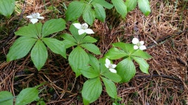 풀산딸나무 from Division No. 18, CA-AB, CA on 2017년 06월 26일 (월) at 03:10 오후 by ch1ckad33. Field Notes - common name... 