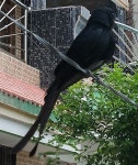 검은바람까마귀 from Sabane Residence, Tukaram Ward, Ramnagar, Wardha, Maharashtra 442001, India on 2020년 06월 28일 (일) at 01... 