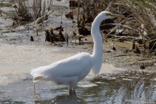 중대백로 from Humboldt Bay NWR--Salmon Creek Unit on 2014년 05월 17일 (토) at 04:15 오후 by BJ Stacey. Humboldt County... 