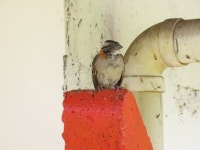 Zonotrichia capensis from Sipirra, Riosucio, Caldas, Colombia on 2020년 06월 09일 (화) at 01:00 오전 by Sebas Arango... 