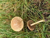 황토볏짚버섯 from Zum Gärtnerland, Wolfenbüttel, Niedersachsen, DE on 2020년 08월 15일 (토) at 11:56 오전 by dsch... 