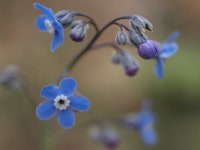 Adelinia grandis from lake mendocino, ca on 2012년 03월 12일 (월) by Seth Talbert. Early afternoon walk before the rain just... 