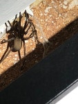 Kukulcania from Dove Dr, Manchaca, TX, US on 2020년 08월 16일 (일) at 05:29 오후 by Brooke Schweke · iNaturalist Genus Kukulcania