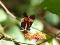Heliconius erato from Pedra Bela, SP, 12990-000, Brasil on 2020년 07월 18일 (토) by Maicon Molina · iNaturalist Heliconius erato