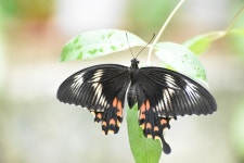 Papilio polytes from Tamarai Nagar, Ambattur, Chennai, Tamil Nadu 600062, India on 2020년 08월 04일 (화) at 12:22 오후 by... 