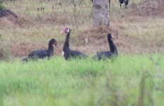 Plectropterus gambensis from Nyagahinga, Kabuga, Rwanda on 2020년 09월 12일 (토) by chloe_c · iNaturalist Plectropterus gambensis