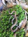 비바리뱀 from 606台灣嘉義縣中埔鄉社口村 on 2020년 09월... 오전 by Huang yun long · iNaturalist 비바리뱀 (Sibynophis chinensis)