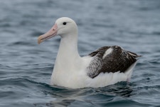 흰알바트로스 in 2월 2020 by ivanparr · iNaturalist 흰알바트로스 (Diomedea epomophora)