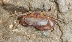 Heteropanope glabra from 61, Bandra West, Mumbai, Maharashtra 400050, India on 2020년 09월 09일 (수) at 11:32 오전 by Pradip... 