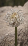 Pulsatilla occidentalis from Red Butte, Mt. Shasta on 2014년 07월 03일 (목) by Scott Cox · iNaturalist Pulsatilla occidentalis
