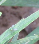 Chrysosoma from 1588, 34D, Sector 34, Chandigarh, 160022, India on 2020년 09월 22일 (화) at 09:59 오전 by Sumiti Saharan... 