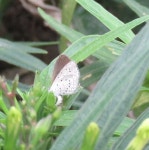 Zizula hylax from 1588, 34D, Sector 34, Chandigarh, 160022, India on 2020년 09월 23일 (수) at 11:00 오전 by Sumiti Saharan... 