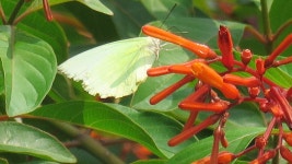 Catopsilia pomona from 1588, 34D, Sector 34, Chandigarh, 160022, India on 2020년 09월 23일 (수) at 11:09 오전 by Sumiti... 