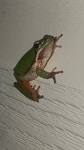 Litoria fallax from 237 Stocks Rd, Apple Tree Creek QLD 4660, Australia on 2017년 08월 06일 (일) at 09:07 오후 by Lisa de... 