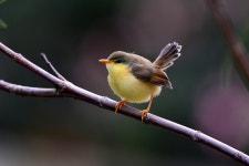 Prinia socialis from Whisper Valley, Hyderabad, Telangana 500090, India on 2020년 09월 27일 (일) at 04:33 오후 by VarmaX... 