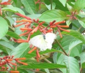 Catopsilia pomona from 1595, 34D, Sector 34, Chandigarh, 160022, India on 2020년 09월 25일 (금) at 01:13 오후 by Sumiti... 